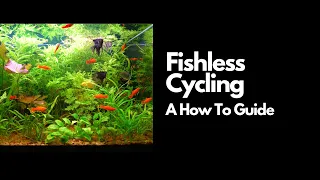 Fishless Cycling (A How To Guide) 🐟