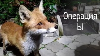 Операция *Ы*