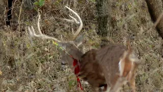 DIDNT GO 20! 5 Yard Shot on a Kansas Buck! Self-Filmed Bowhunting