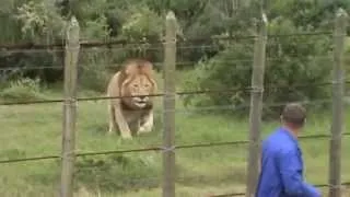 Lion at Addo Elephant Park