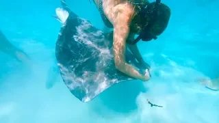 Tahiti to Moorea | Diving | Stingray riding | Surfing | Jungle waterfalls, Vlog 76