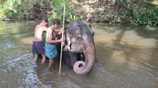 Шри Ланка. Купание со слоном.