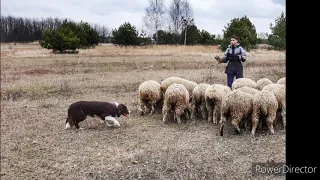 Тренировки пастушьих собак - пастьба овец