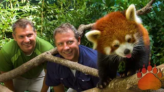 Red Panda's Secret Life: Tree Climbing, Scent Marking, and More!