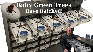 Hatching & Setting Up Baby Green Tree Pythons & 3 FedEx "Must Do's" If Shipping Reptiles Now!