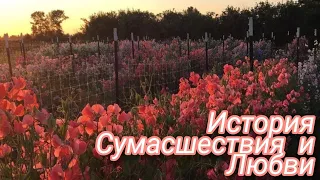 Ч.О СРОЧНО! 🌿Сумасшествие и Любовь🌿#EvgeshaTee UwU