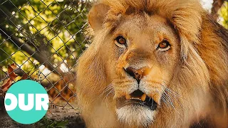 Male Lion Is Introduced To 3 Females (High Tension) | Lion Country Ep4 | Our World