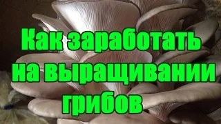 КАК ЗАРАБОТАТЬ НА ВЫРАЩИВАНИИ ГРИБОВ (ВЕШЕНКА)