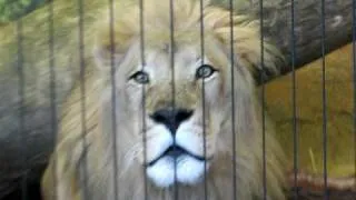 Male lion roaring while female watches at Lincoln Park Zoo, Chicago