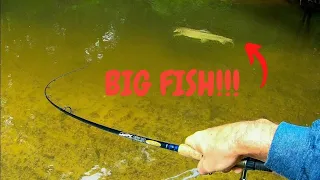 Fishing for HUGE Brown Trout | Michigan Creek Fishing