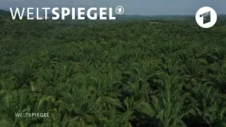 Palmölbauern kämpfen gegen die EU | Weltspiegel