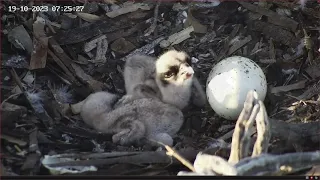 2nd Hatch, feeding and sunbathing at Port Lincoln Osprey | 22-10-2023