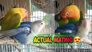 AFRICAN LOVEBIRDS ACTUAL MATING | Alagang Magaling Peejayparastv | Cavite, Philippines