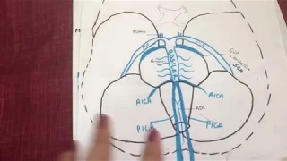 POSTERIOR CIRCULATION- MINUTES TO WIN IT! (USMLE)