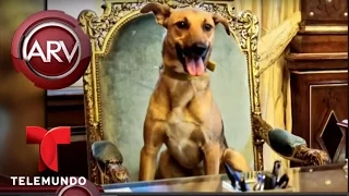 En silla presidencial el perro del presidente argentino | Al Rojo Vivo | Telemundo