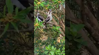 Kookaburras having a laugh 🤣🤣