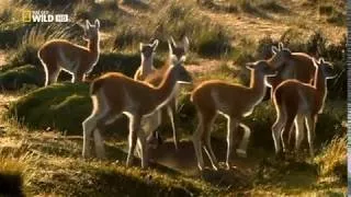 WILD.LA PUMA DE LA PATAGONIA DOCUMENTAL