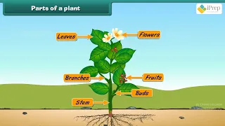 Class 3 EVS Chapter - 2 "The Plant Fairy" english Environmental studies cbse ncert Looking Around