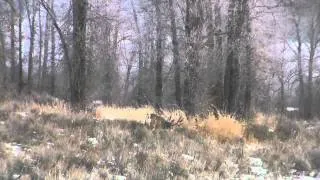 Big Mule Deer in Jackson Hole