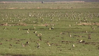 Pluvier doré (Pluvialis apricaria) Eurasian Golden Plover