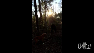 the "Unknown Creature In South Carolina" video