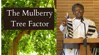 The Mulberry Tree Factor - Jesus Yeshua House of Teaching