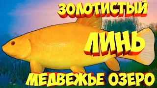 русская рыбалка 4 - Линь Золотистый Медвежье озеро - рр4 фарм Алексей Майоров