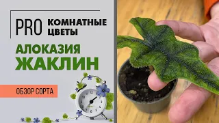 Алоказия Жаклин - уникальная малышка | Экзотическое комнатное растение
