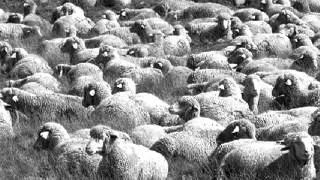 Intervallo anni 70 originale con immagini di pecore - FULL