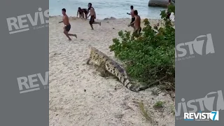 ¡Tremendo susto! Apareció caimán aguja en playas del Parque Tayrona