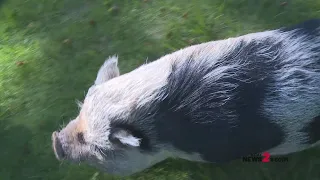 Good Luck Pig! Hamilton The Pig Is The Hurricanes’ Good Luck Charm