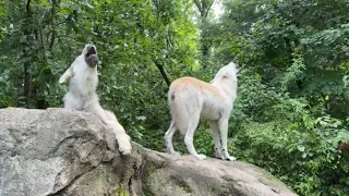 Gray Wolf Brothers Sing a Wild Song
