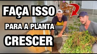 FOI POR ISSO que A PLANTA PAROU de se DESENVOLVER | Henrique Buttler