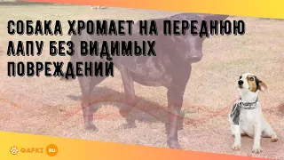 Собака хромает на переднюю лапу без видимых повреждений