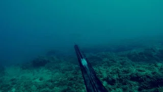 דייג בצלילה חופשית - אינטיאס - 01.06.16 - Spearfishing Israel - Amberjack