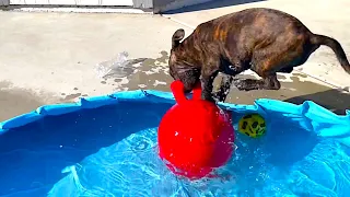 Acrobatic puppy loves her pool