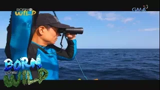 Born to be Wild: The 7th humpback expedition in Babuyan Islands