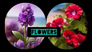 Beautiful flowers 🌺| Flowers Wallpaper 💐