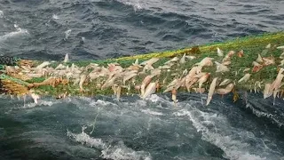 Net Fishing, Best Catch Net Squid Fishing Boat - Amazing Trap Catch Cuttlefish Skills in The Sea
