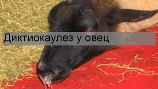 Диктиокаулез у овец