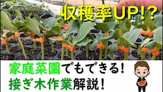 【農業】プロじゃなくても家庭菜園でできる！接ぎ木作業解説!!