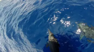Bottlenose Dolphins Playing in Front of the Boat