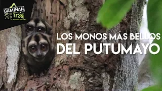 ENCONTRAMOS LOS MONOS NOCTURNOS EN EL PUTUMAYO || CaminanTr3s, El tercero eres tú!