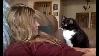 Cat politely asking to get petted