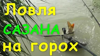 Ловля сазана на горох.