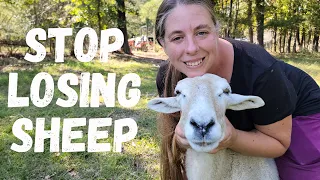 How To Prevent, Diagnose & Treat Parasites (Worms) in Sheep