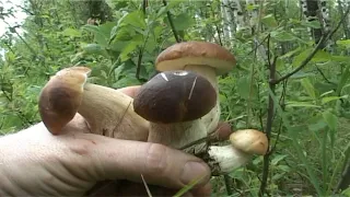 Необычайно красивый грибной сбор