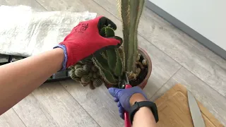 Режем кактусы. Переукоренение большого цереуса. Как обрезать кактус.