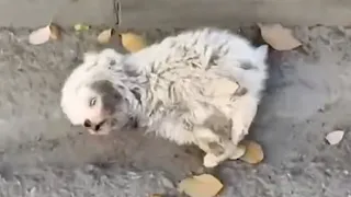 After the accident, the puppy collapsed on the road but still tried his best to get up