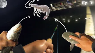 [NIGHT TIME FISHING FOR CATFISH]: Pier Fishing off (Anna Maria Oyster Bar on the Pier)